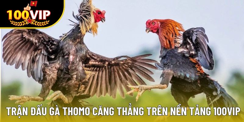 Trận đấu gà Thomo căng thẳng trên nền tảng 100VIP