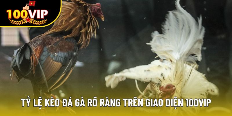 Tỷ lệ kèo đá gà rõ ràng trên giao diện 100VIP