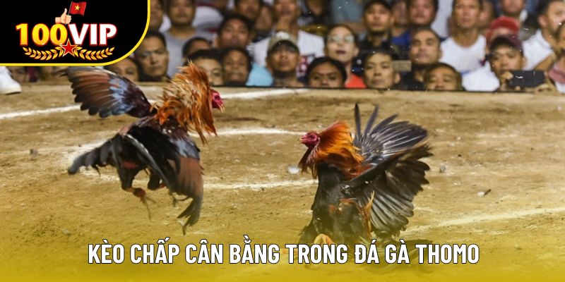 Kèo chấp cân bằng trong đá gà Thomo