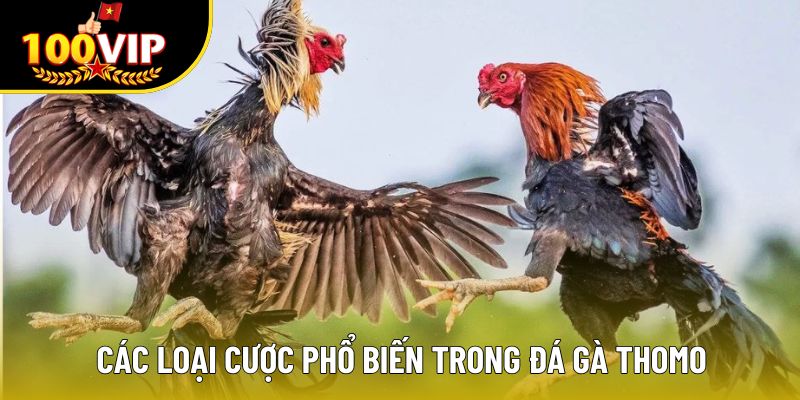 Các loại cược phổ biến trong đá gà Thomo