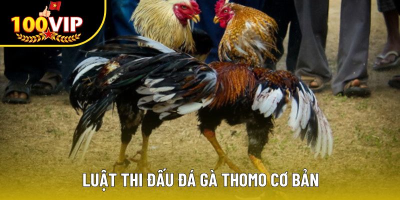 Luật thi đấu đá gà Thomo cơ bản