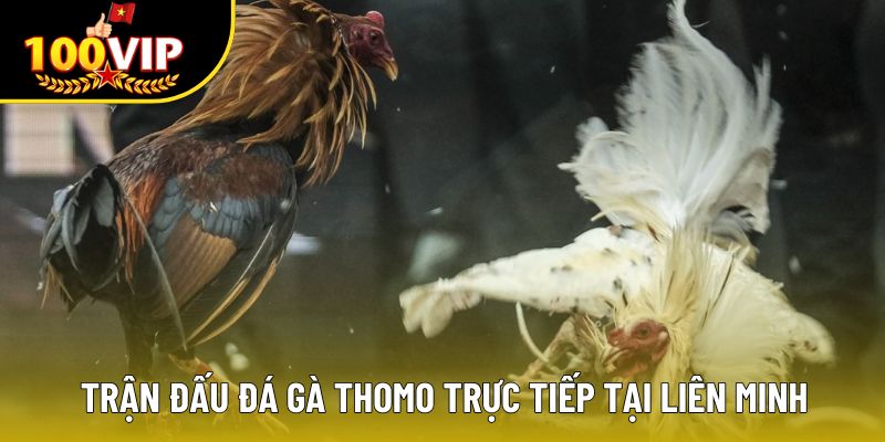 Trận đấu đá gà Thomo trực tiếp tại liên minh
