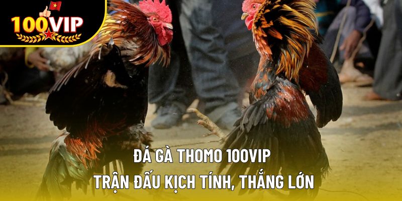 Đá Gà Thomo 100VIP – Trận Đấu Kịch Tính, Thắng Lớn